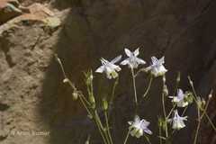 Aquilegia moorcroftiana